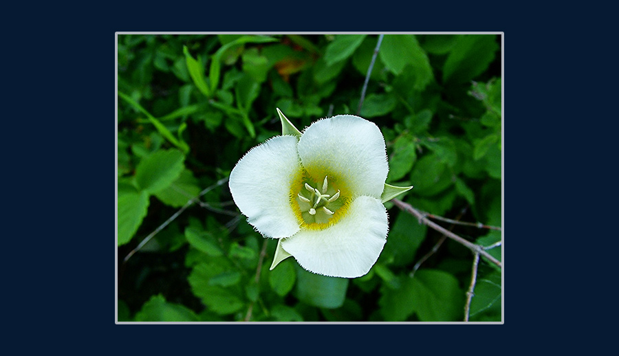 Dãy Fibonacci trong tự nhiên - mariposa lily